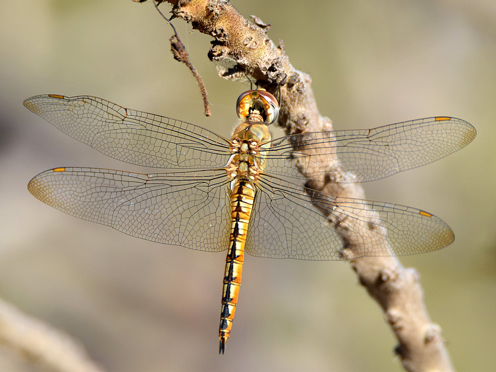 Dragonfly.jpg
