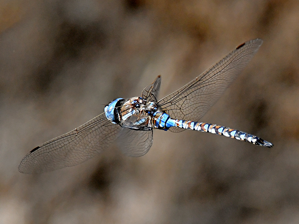 DragonFly.jpg