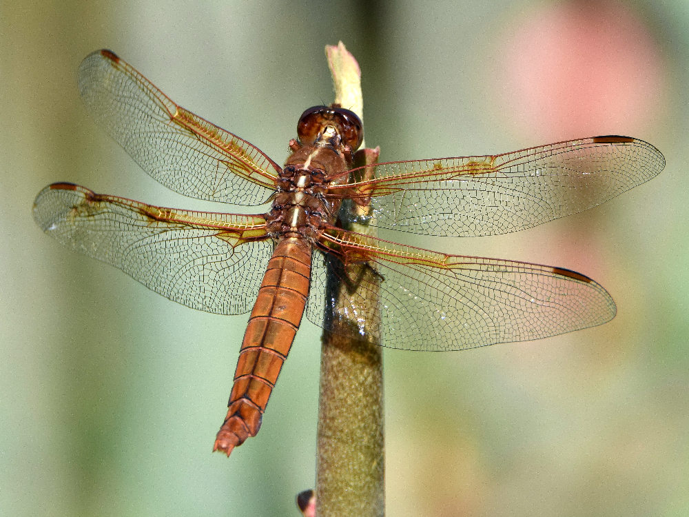 DragonFly.jpg