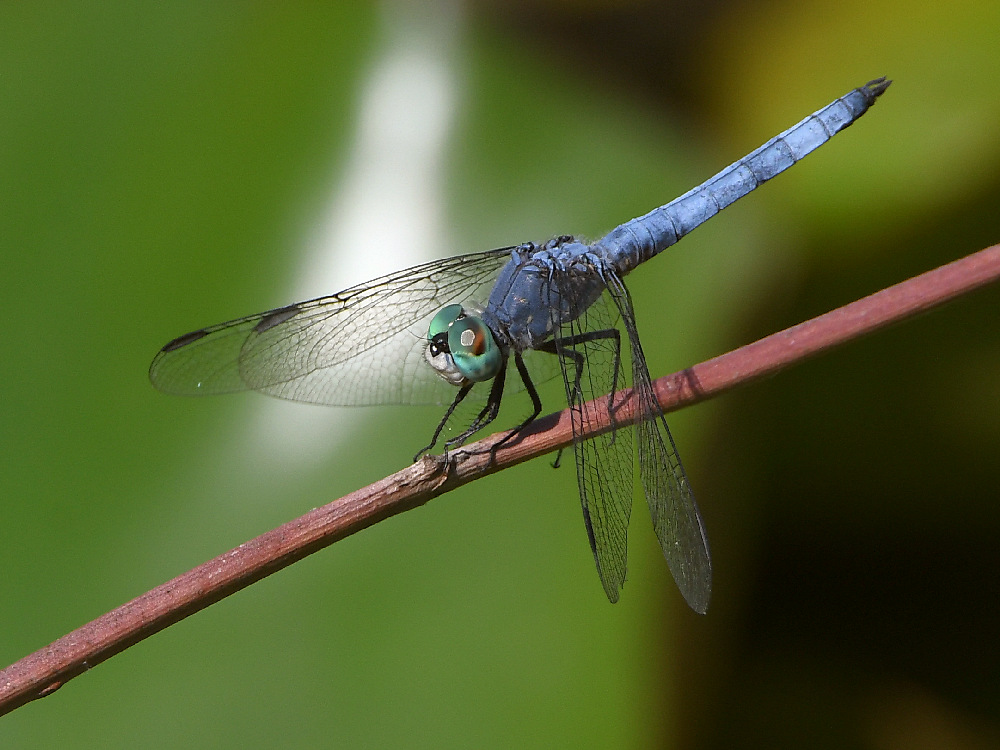 DragonFly.jpg