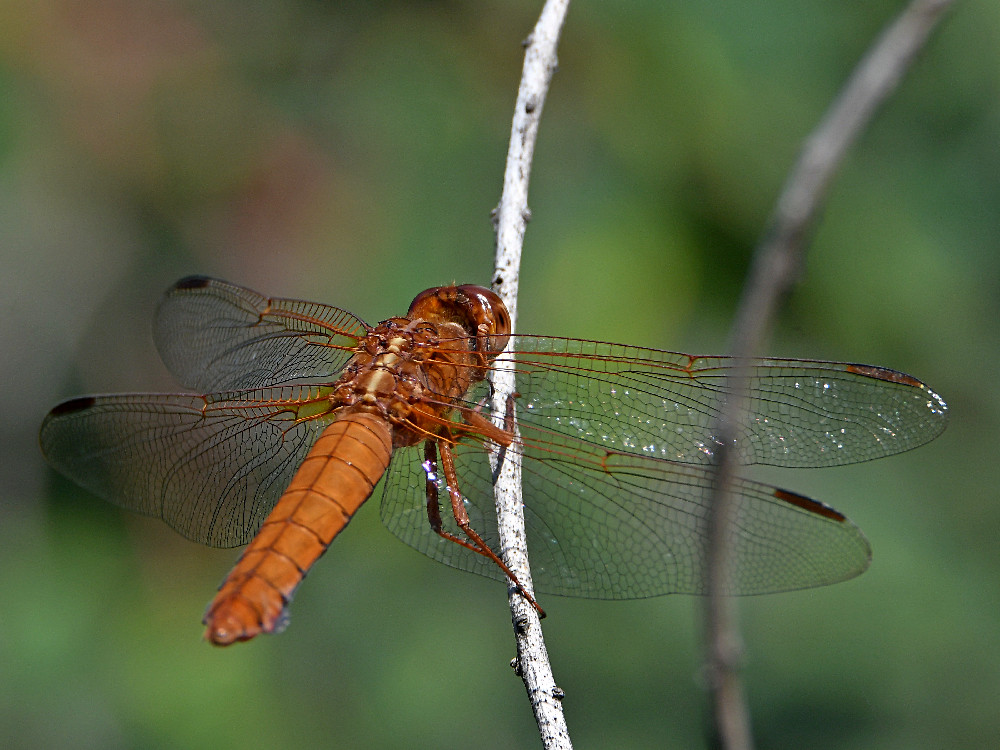 DragonFly.jpg
