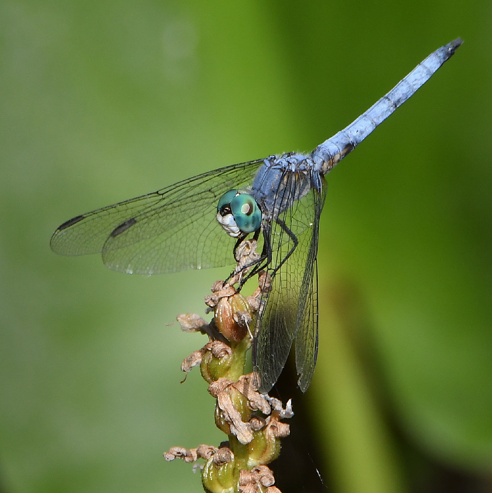 DragonFly.jpg