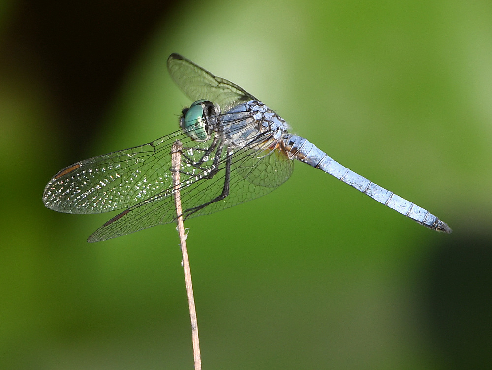 Dragonfly.jpg
