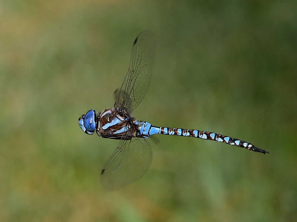 DragonFly.jpg