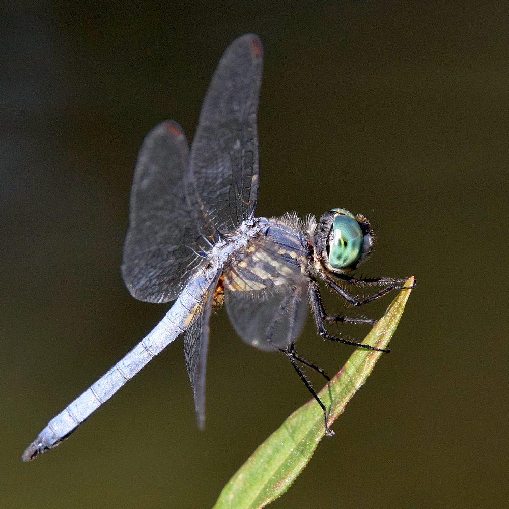 DragonFly.jpg