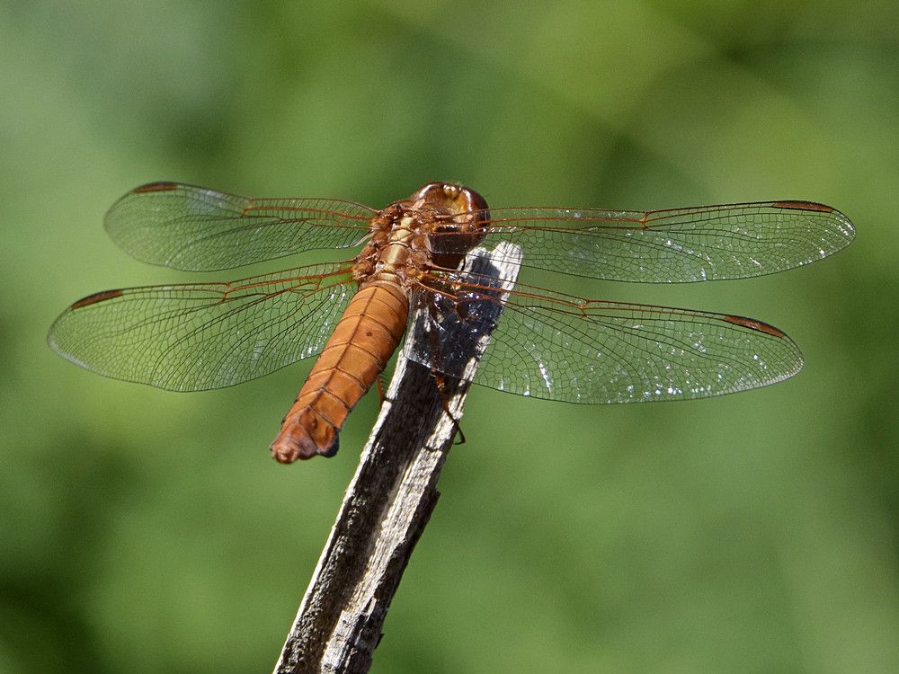 Dragonfly.jpg