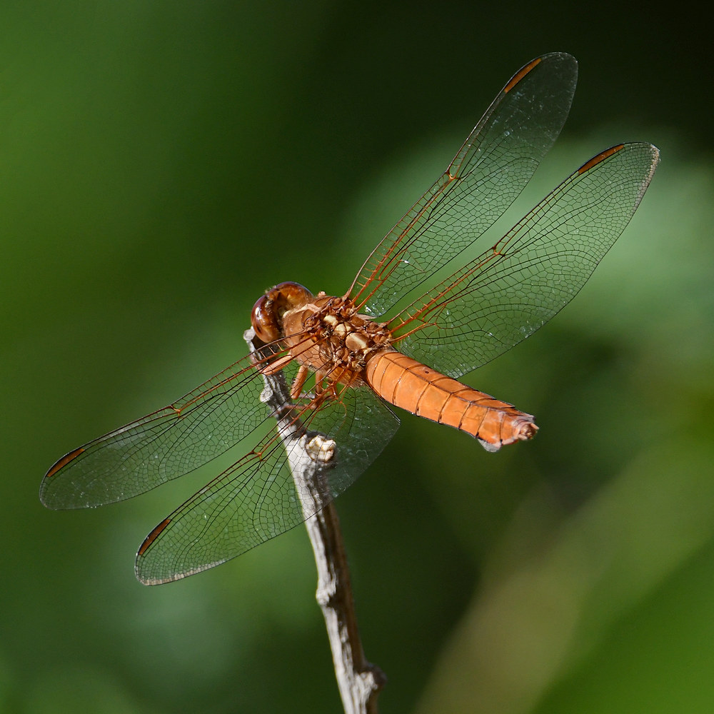 Dragonfly.jpg
