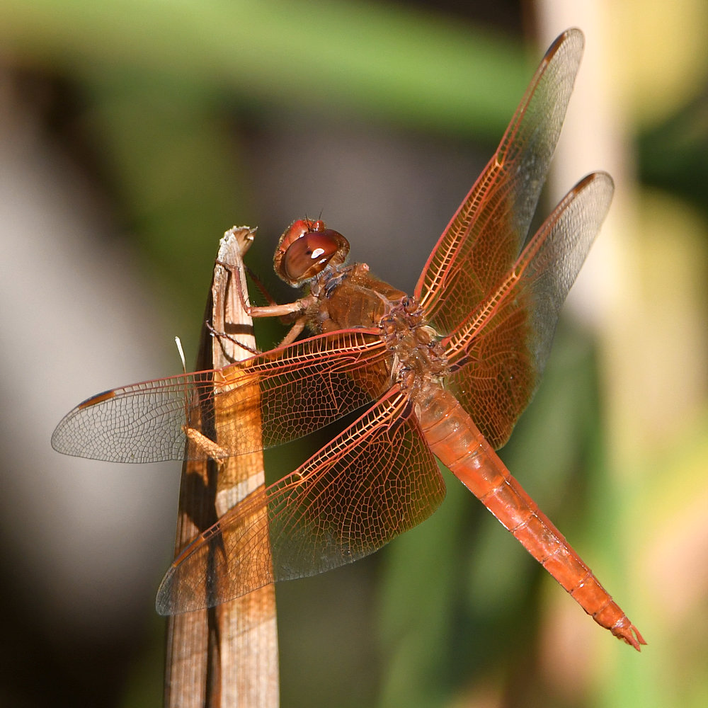 Dragonfly.jpg