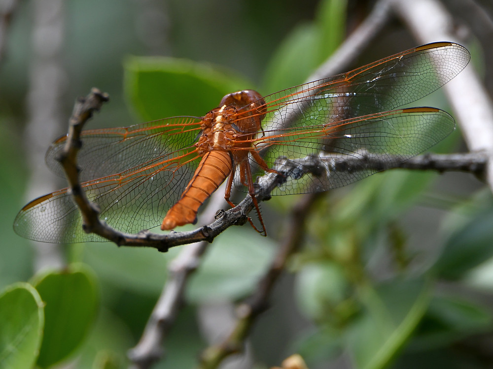DragonFly.jpg