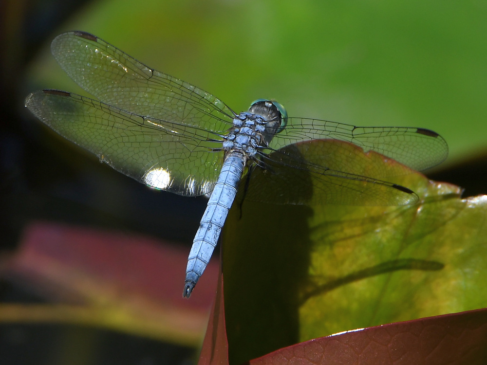 DragonFly.jpg