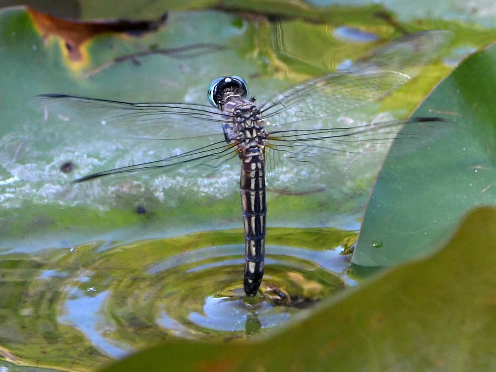 DragonFly.jpg