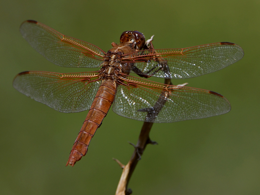 DragonFly.jpg