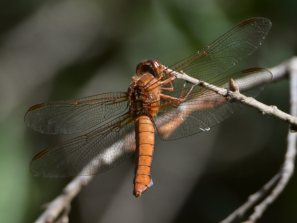 DragonFly.jpg