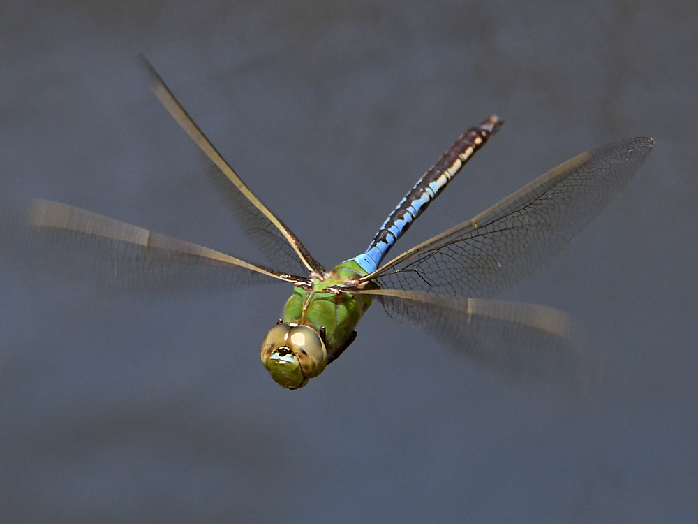 DragonFly.jpg