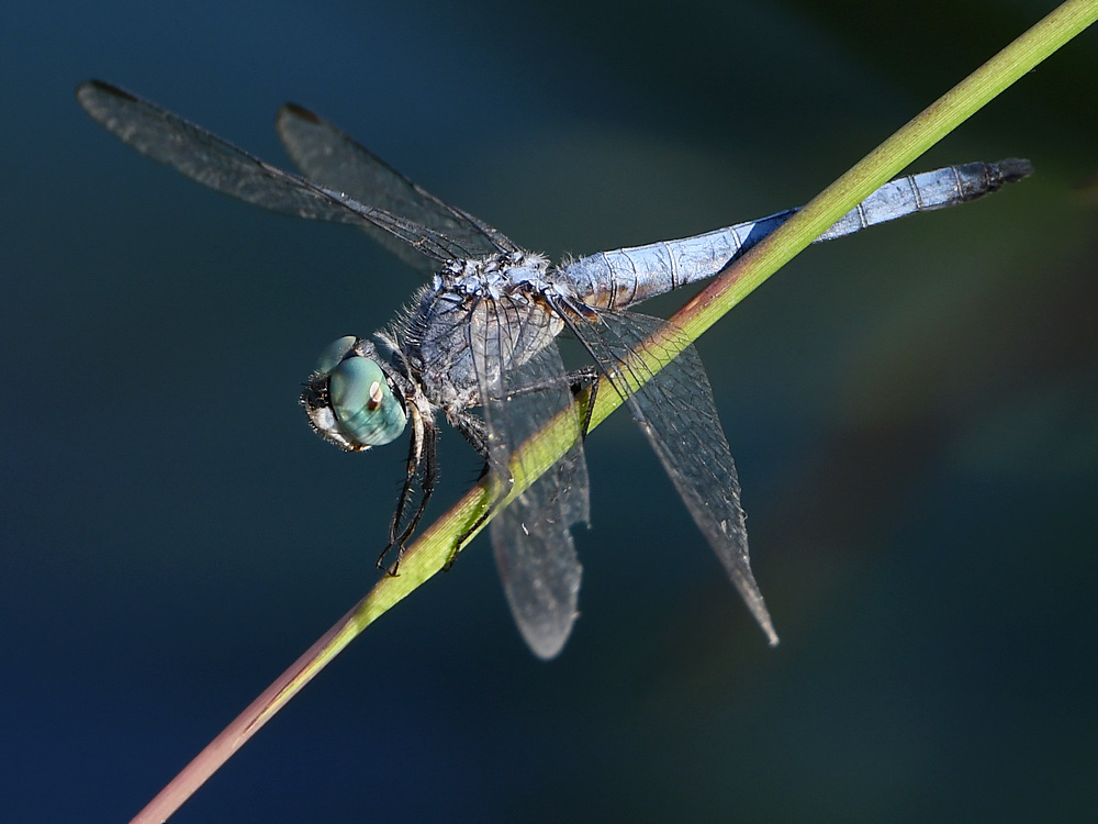 DragonFly.jpg