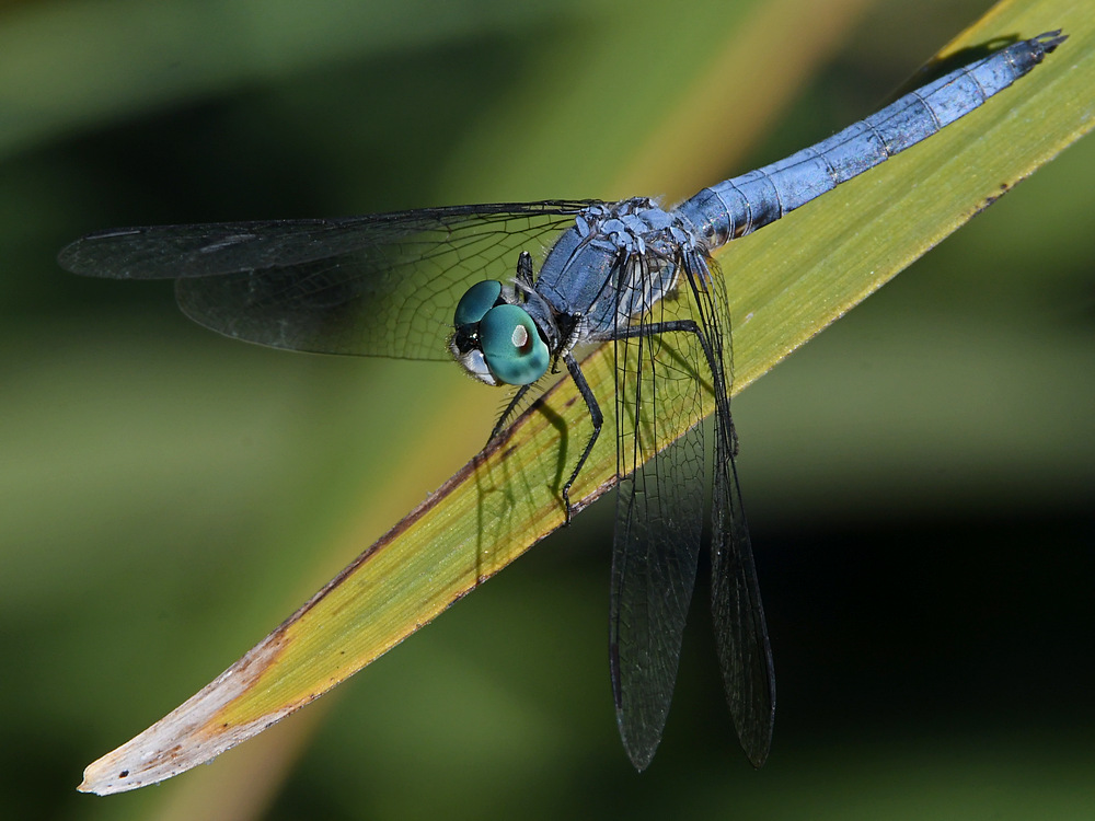 DragonFly.jpg