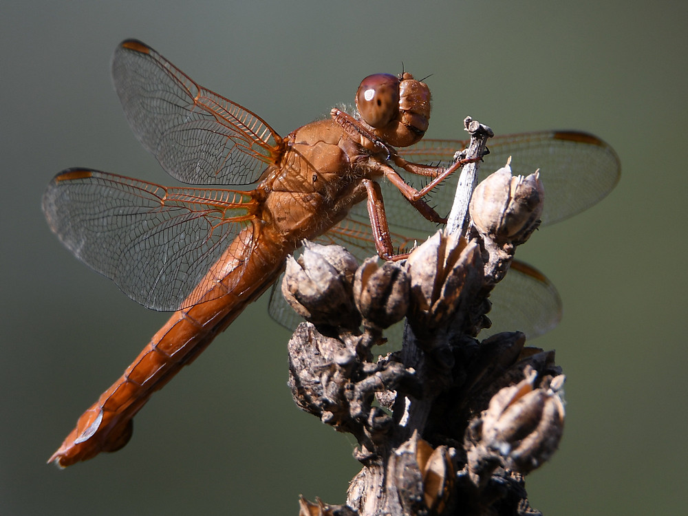 DragonFly.jpg