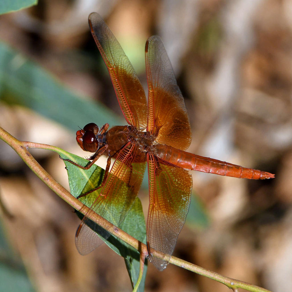 DragonFly.jpg