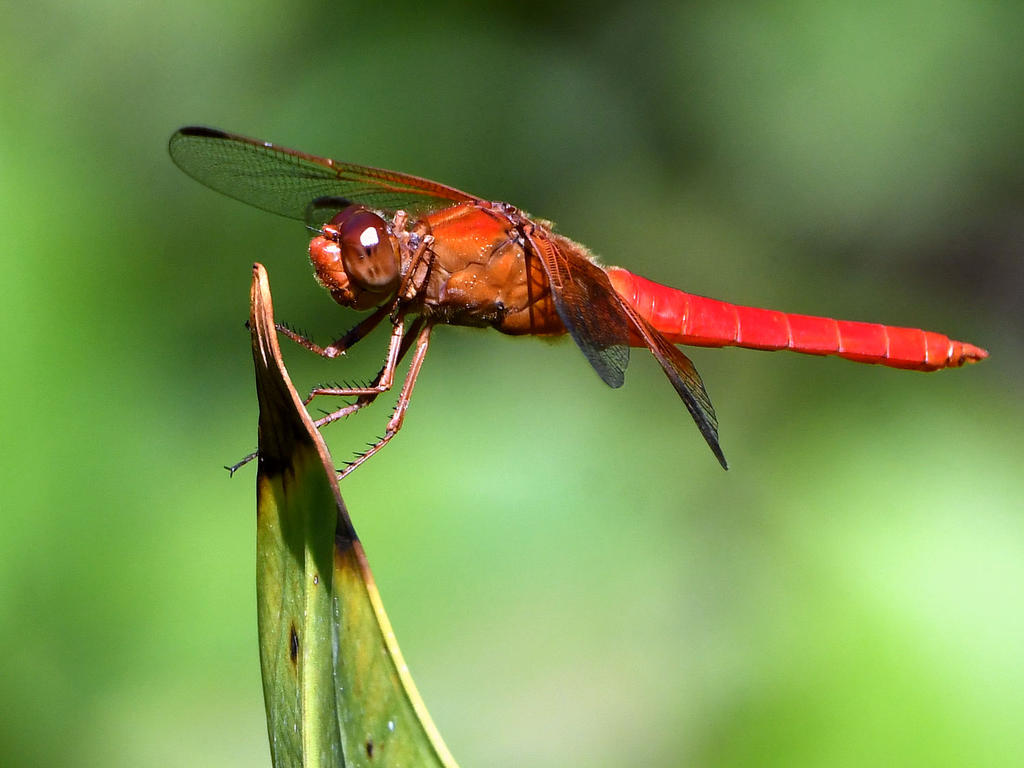DragonFly.jpg