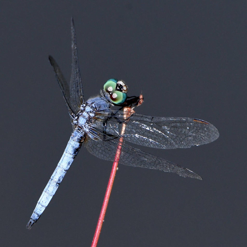 Dragonfly.jpg