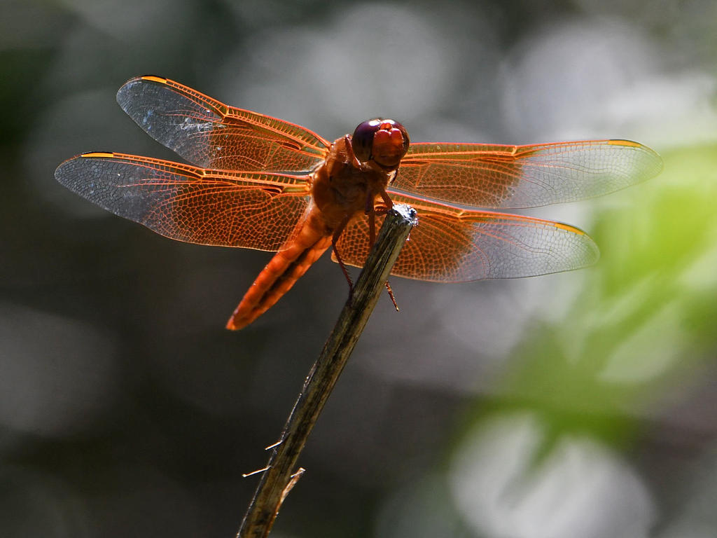 Dragonfly.jpg