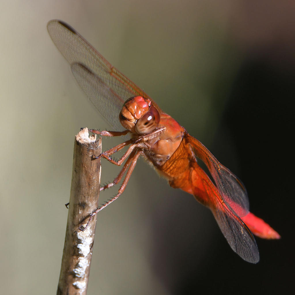 Dragonfly.jpg