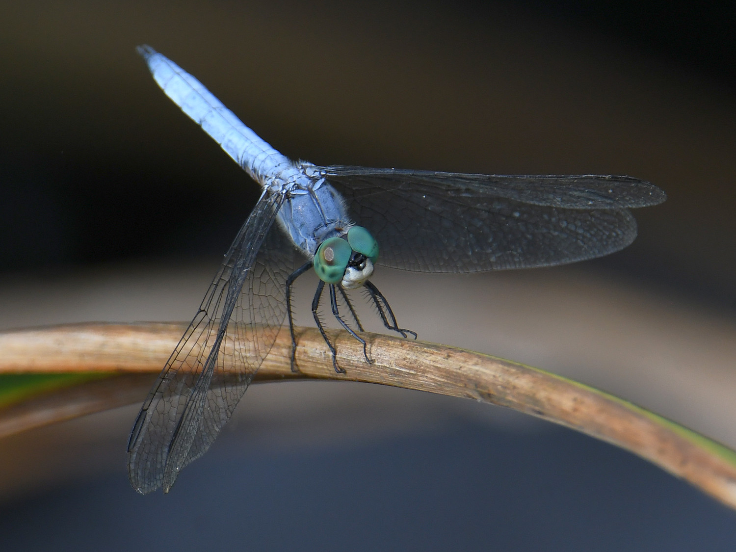 DragonFly.jpg
