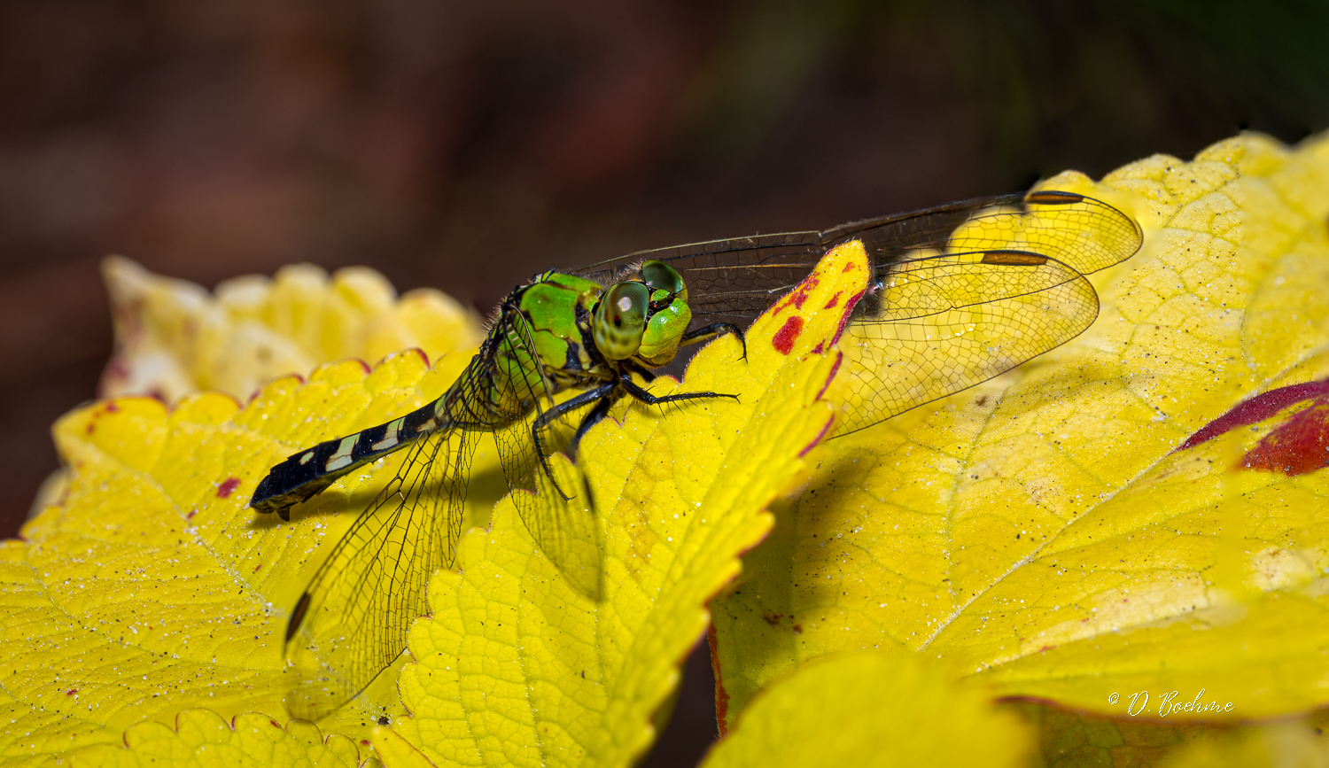 dragonfly-topaz-sharpen.jpg