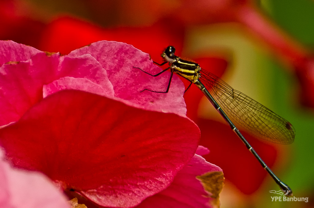 dragonfly1-1.jpg