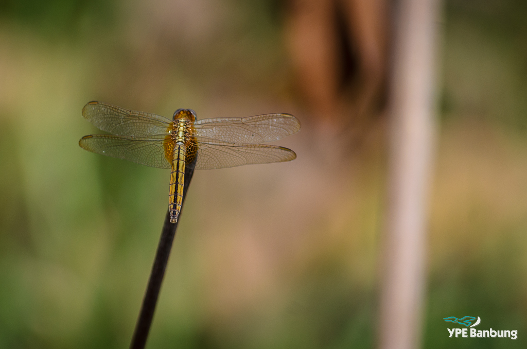 dragonfly1-2.jpg