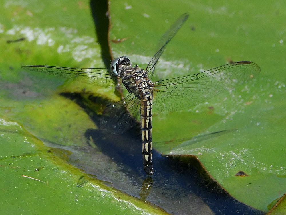 DragonFly13.jpg