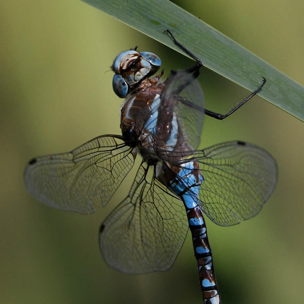 Dragonfly13.jpg