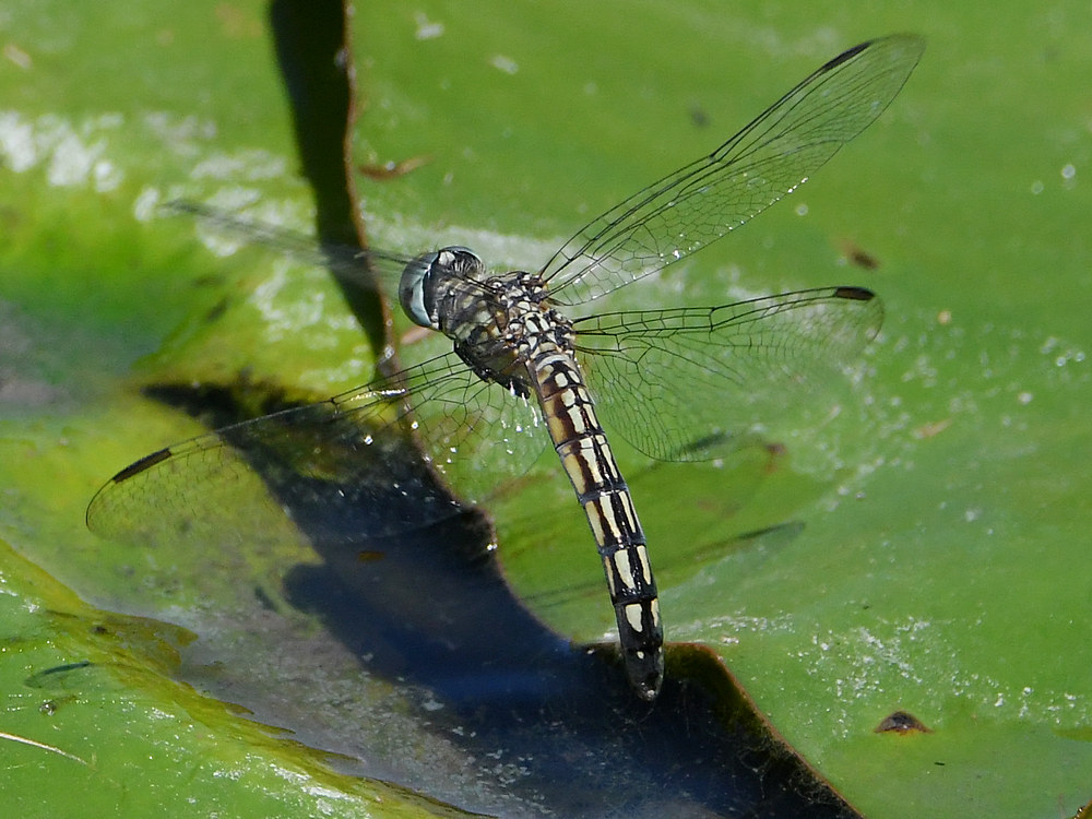 DragonFly14.jpg