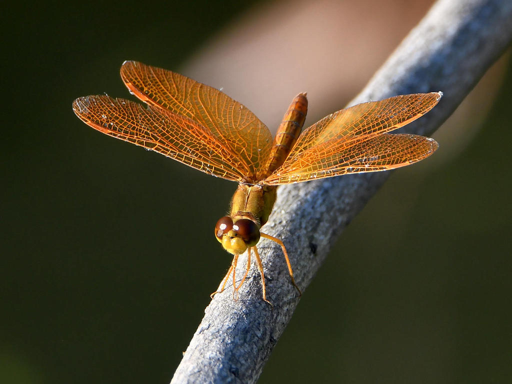 Dragonfly15.jpg