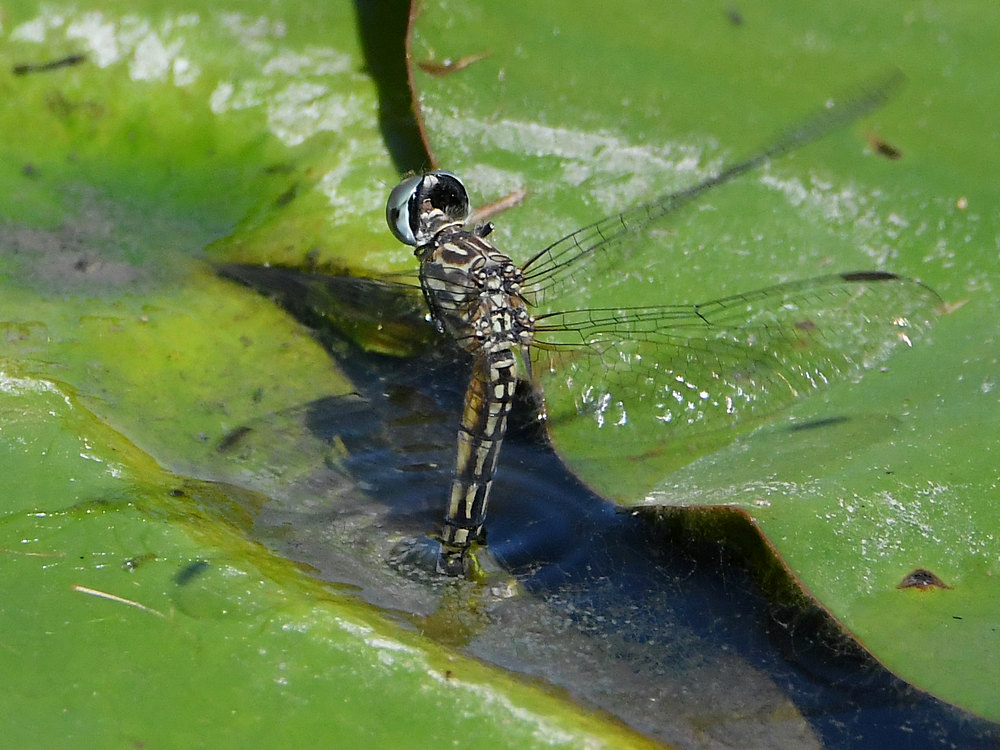 DragonFly16.jpg