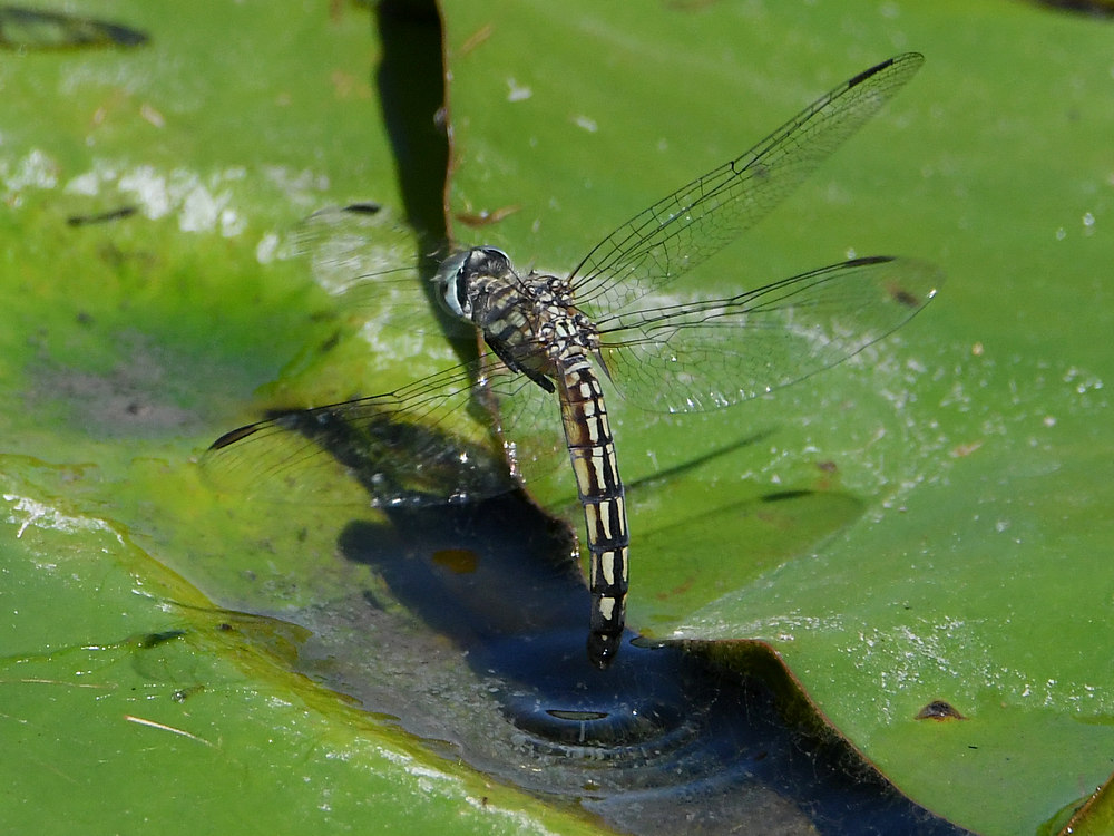 DragonFly17.jpg