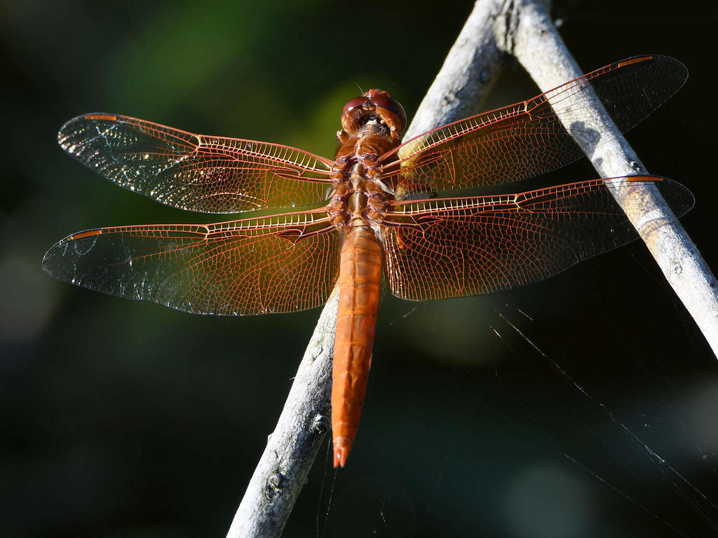 Dragonfly17.jpg