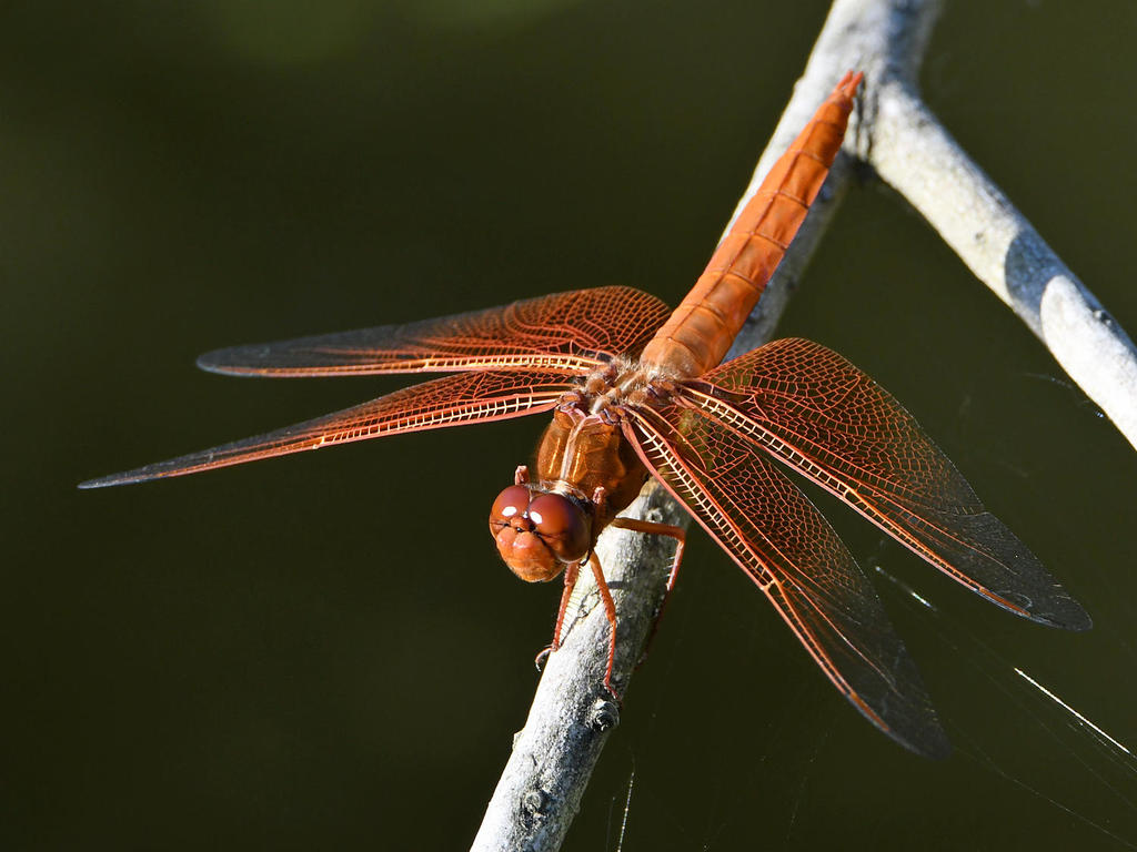 Dragonfly19.jpg