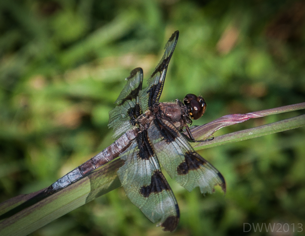 Dragonfly2 (1 of 1).jpg