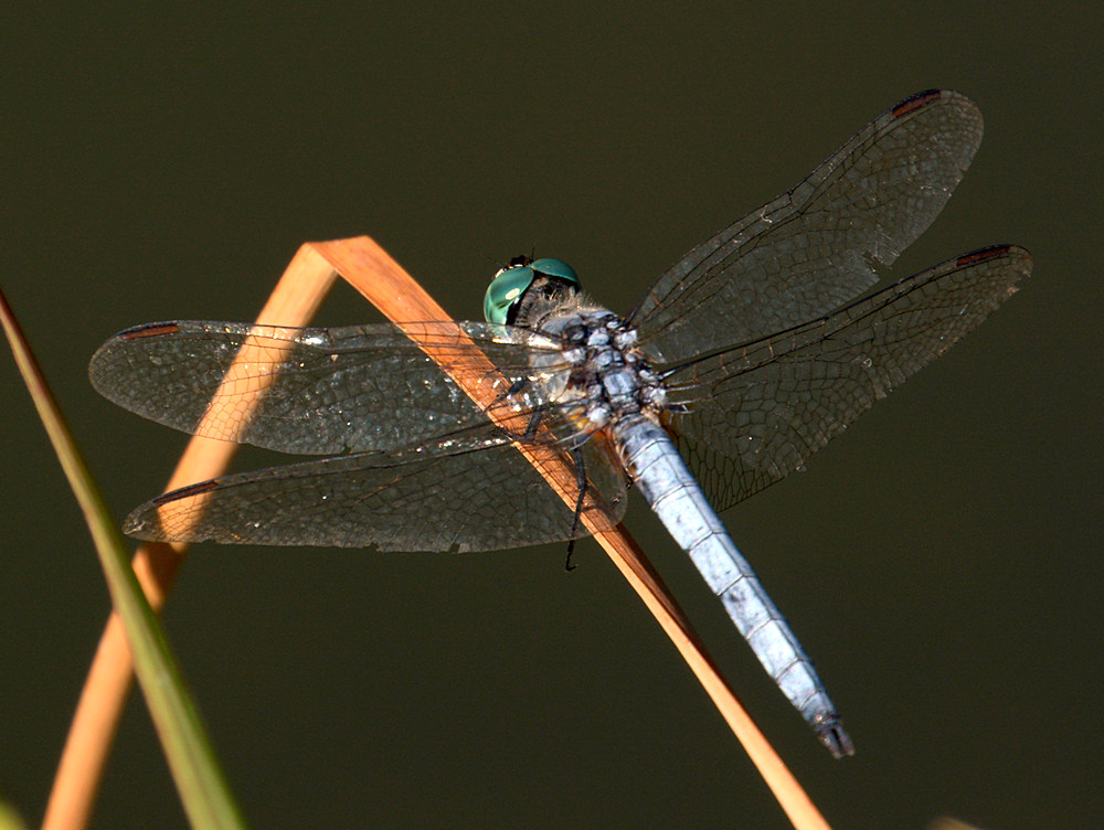 Dragonfly2.jpg