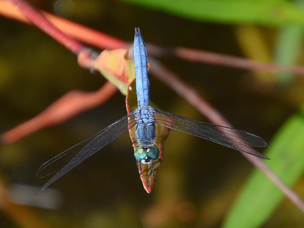 Dragonfly2.jpg