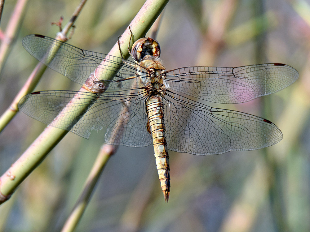 Dragonfly2.jpg