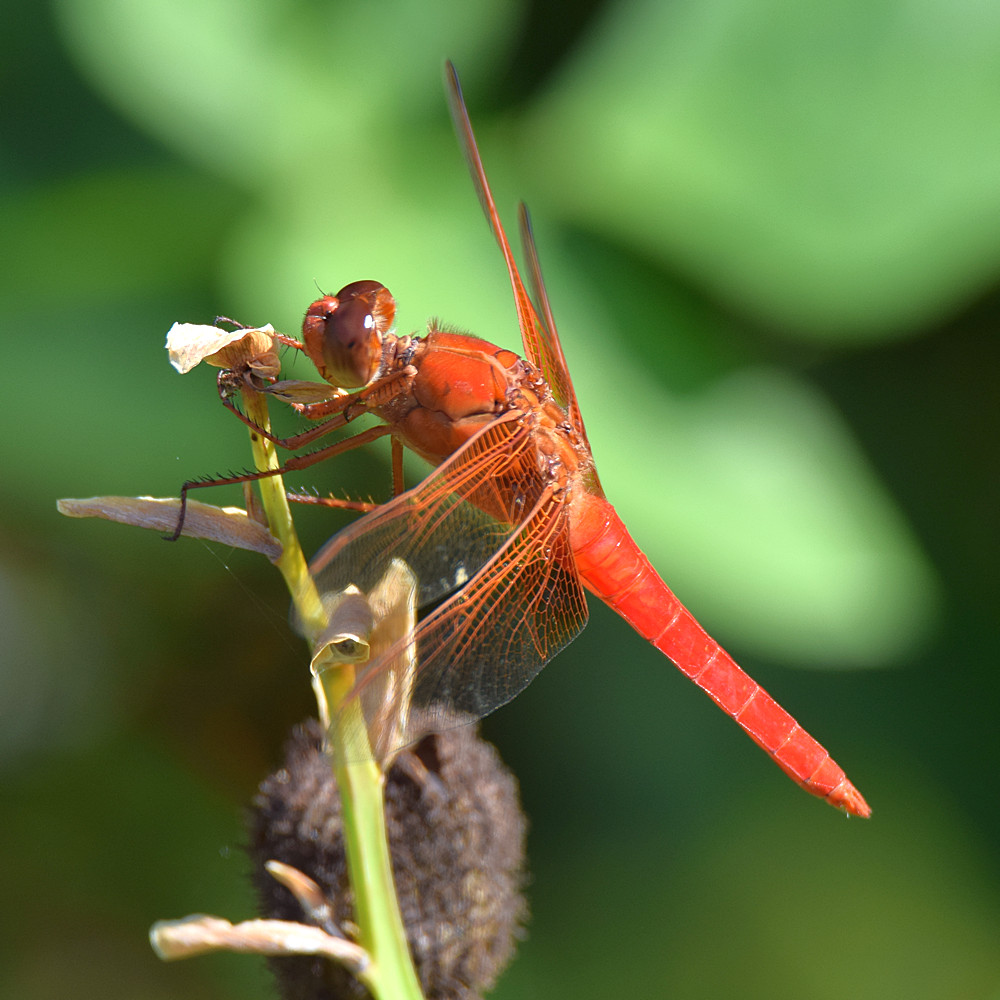 DragonFly2.jpg