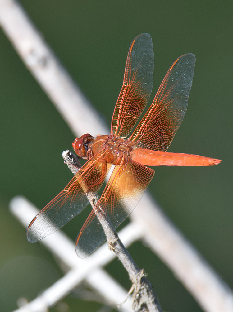 DragonFly2.jpg