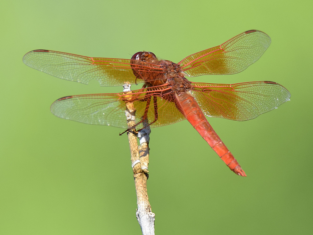 DragonFly2.jpg