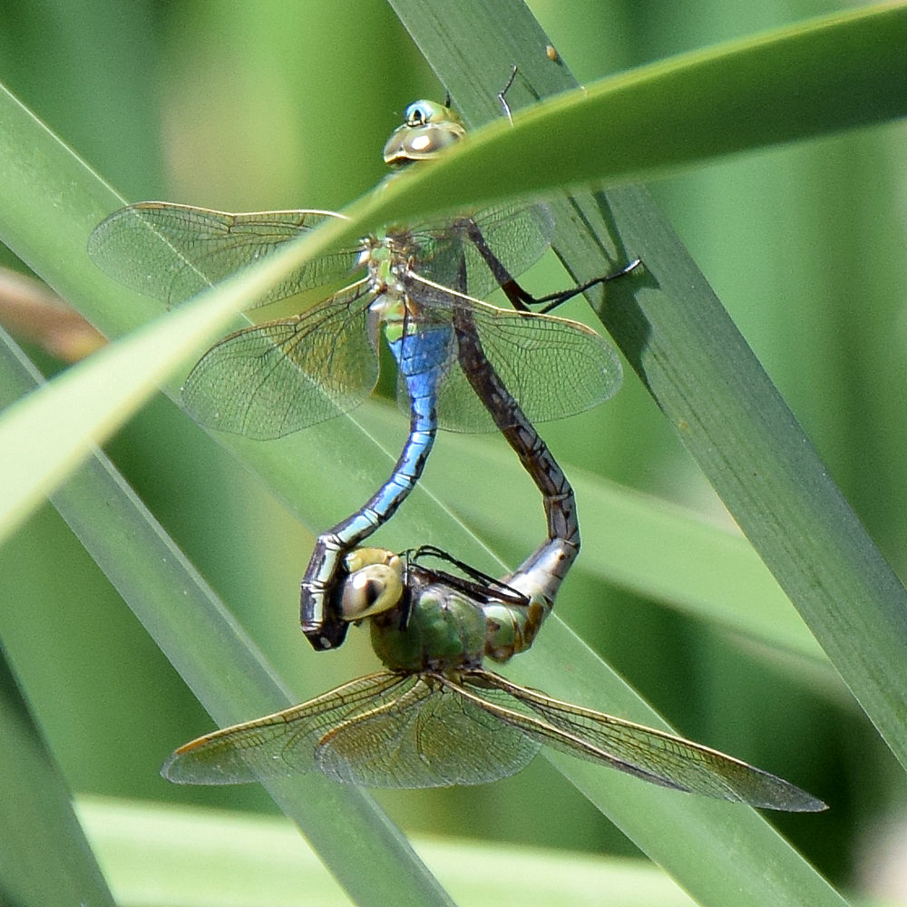 DragonFly2.jpg