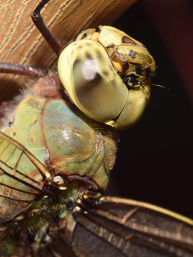 DragonFly2.jpg
