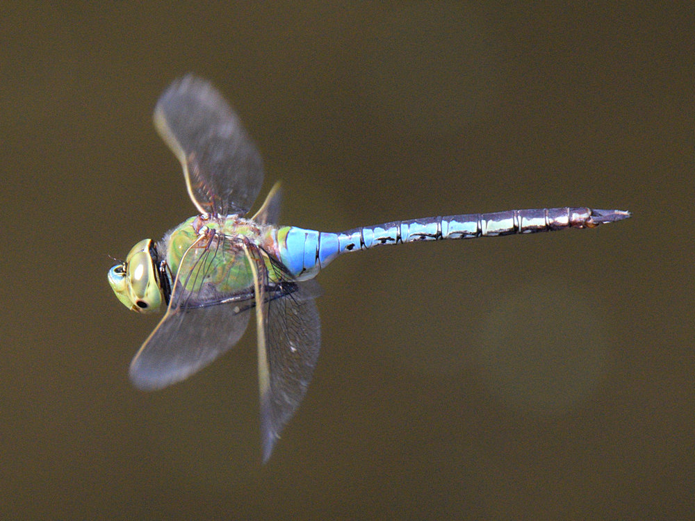 DragonFly2.jpg