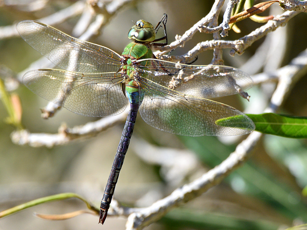 Dragonfly2.jpg