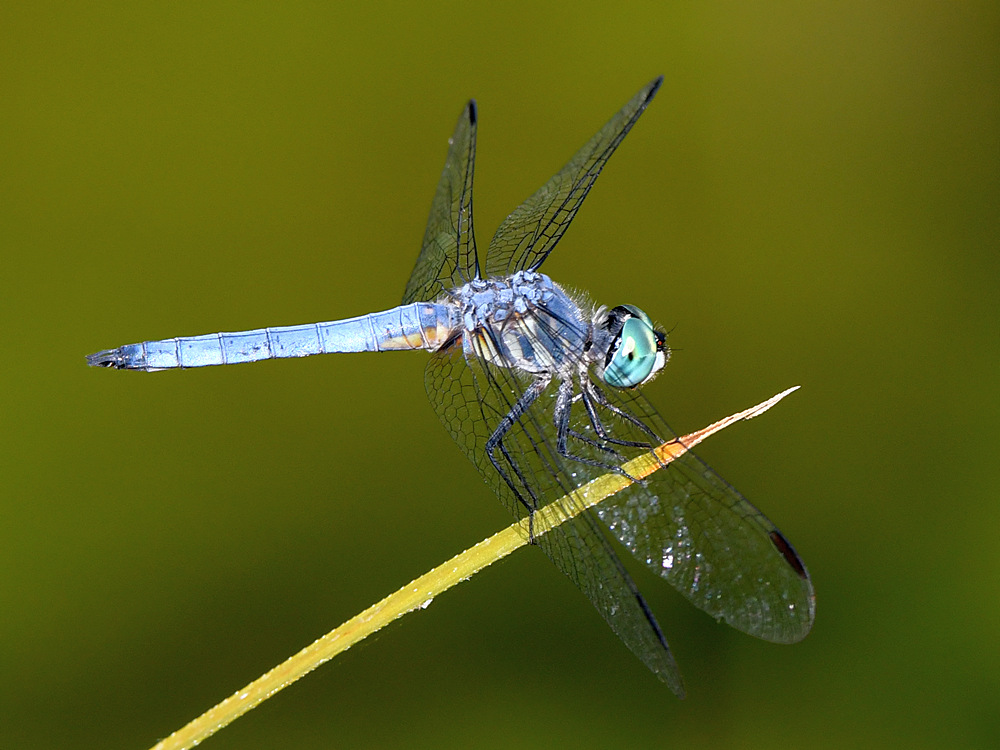 DragonFly2.jpg